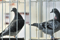 জালে বন্দি গুপ্তচর সন্দেহে পায়রার ঝাঁক 