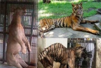 চিড়িয়াখানা, নাকি মৃত্যু উপত্যকা!