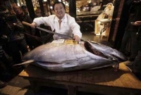 এক টুনা মাছের দাম ২৯ লাখ টাকা!