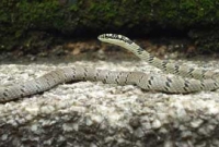 খোঁজ মিললো উড়ন্ত বিষধর সাপের