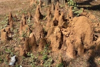 পৃথিবীর সবচেয়ে প্রাচীন সমাজ