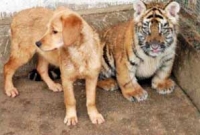 বাঘের বন্ধু কুকুর