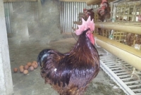 প্রতিদিন ১৩টি ডিম পাড়ে মুরগিটি