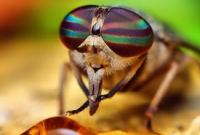 এবার গোয়েন্দার ভূমিকায় মাছি!