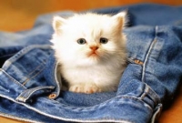 সম্পর্ক ভাঙার ভয়ে বিড়ালকে বিয়ে