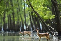 সুন্দরবনে মিলল ডায়াবেটিসের মহাওষুধ