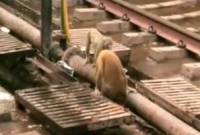 যে বানর মানুষকেও হার মানাল মহত্ত্বে