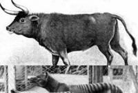 পৃথিবী থেকে বিলুপ্ত হওয়া কিছু পশুর গল্প