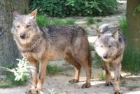 গ্রাম পাহারায় নেকড়ে!