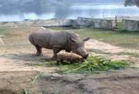 গন্ডার ও ভেড়ার প্রেম