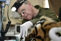 বাঘের জন্য হাসপাতাল!