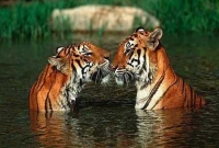 বাঘের জগিং!