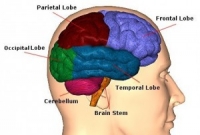 মস্তিষ্ক সুস্থ রাখতে ৬ খাবার
