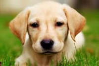 আইনি প্যাঁচে কুকুরের জরিমানা