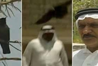 সন্তান হত্যাকারীকে বছর জুড়ে ধাওয়াচ্ছে মা কাক