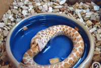 এবার সাপের আত্মহত্যা!