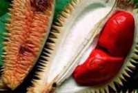 রাজার ফল ডুরিয়ান