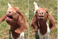 মানুষের মত ইংরেজি বলা ছাগল 