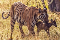 বাঘিনীর অবিশ্বাস্য মাতৃত্ব!