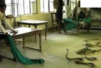 ঘুষের বদলে ব্যাগভর্তি সাপ!