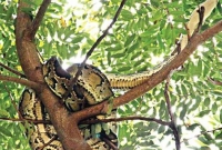 হঠাৎ গাছে ১০ ফুটের অজগর