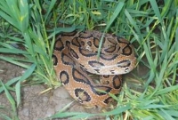 গাড়িতে অজগর