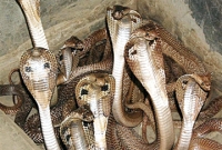 সাপের বাড়ি! 