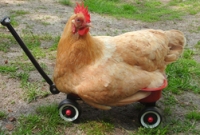 মুরগি যখন বিবর্তনের শিকার 