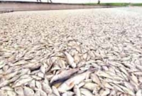 মাছের জন্য হাসপাতাল হচ্ছে 