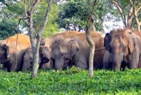 হাতিদের প্রতিশোধ, ছাড়খার পুরো গ্রাম!