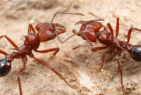 মানুষের চেয়ে পিঁপড়ার ওজন বেশি!