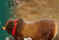 ইন্টারনেটে গরু-খাসি বিক্রি