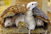 ইঁদুরের মাথায় মানুষের মস্তিষ্ক