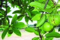 অতুলনীয় গুণ চালতার 