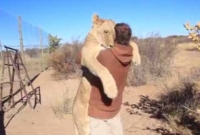 হিংস্র সিংহকে যেভাবে জড়িয়ে ধরল মানুষ