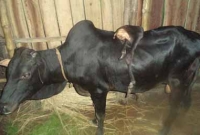 আজব গরু দেখতে পাঁচ টাকা! 