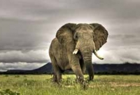 ঝড়ে আগেই আভাস পায় হাতি! 