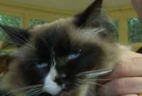 ৮০ লাখ টাকার বিড়াল! 