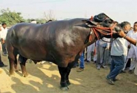 ৯ কোটির ‘যুবরাজ’! 