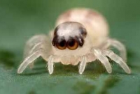 পেটের ভেতর জ্যান্ত মাকড়সা 