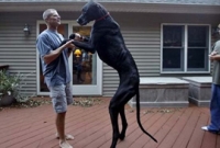 পৃথিবীর দীর্ঘতম কুকুরের মৃত্যুতে মিছিল