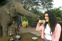 হাতির বিষ্ঠা থেকে হয় বিশ্বের শ্রেষ্ঠ কফি