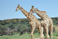 জন্মনিয়ন্ত্রণ না করায় জিরাফের মৃত্যুদণ্ড