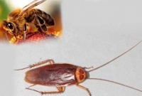 কীটপতঙ্গ খেয়ে ১২ দিন