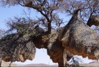 একি কাণ্ড!