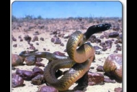 বিশ্বের সেরা ১০ ভয়ংকর প্রাণী