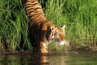 বাঘের মুখে যুবক 