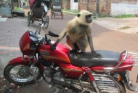 হনুমান আবার মোটরসাইকেলও চালায়!