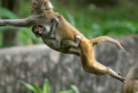 চোর যখন বানর!