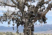 অদ্ভুত জুতার গাছ! 